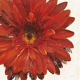 thumbnail image 1 of Vivid Daisy Dark Red Crop Poster Print by Danhui Nai, 1 of 1