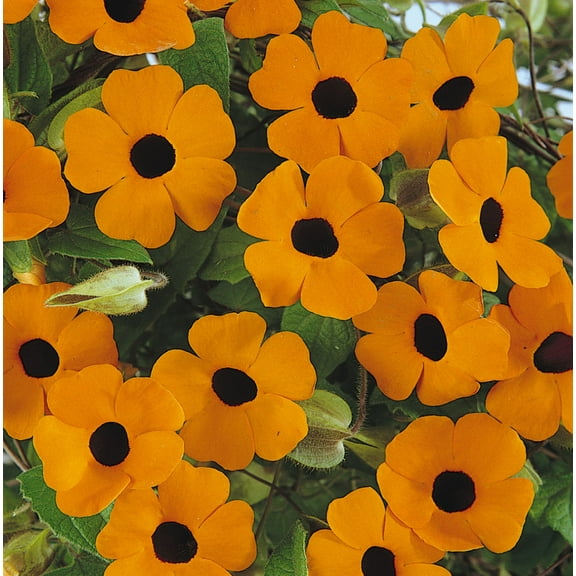 Vivid Orange Black Eyed Susan Vine - Thunbergia - NEW! - 2.5" Pot
