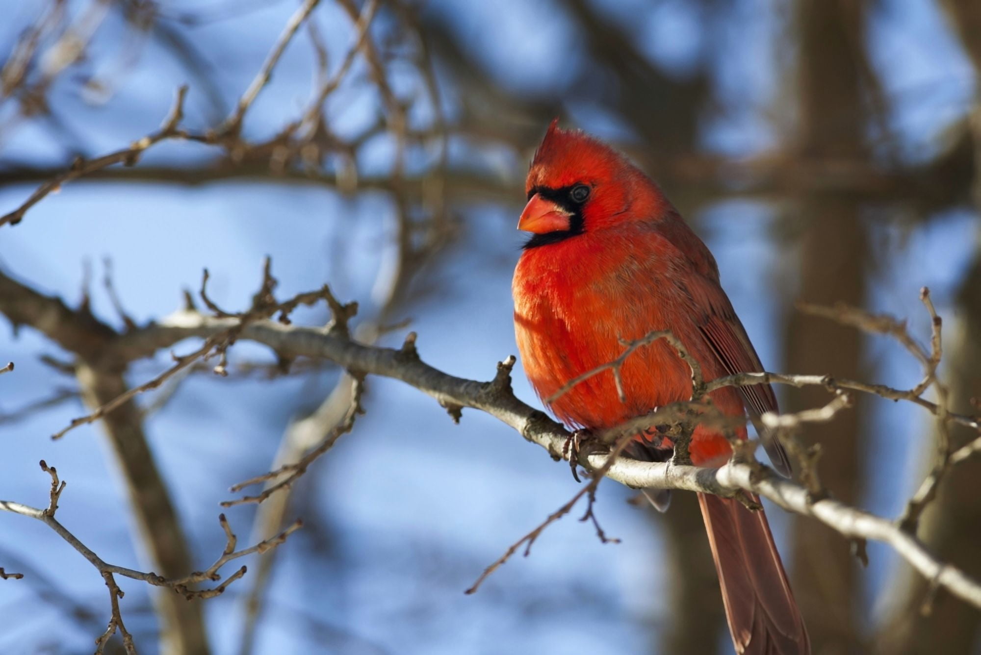 Vivid red Cardinal (Cardinalis cardinalis) sitting on a tree branch with a beautiful blue sky in the background Kentucky United States of America Canvas Art - Joey Hayes Design Pics (19 x 12)