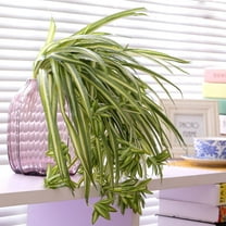 Viworld 2pcs Artificial Flowers Spider Plants Decoration Fake Silk Plant Faux Greenery Artificial Plants Home Decor Wall Indoor Outside (no Hanging Basket)