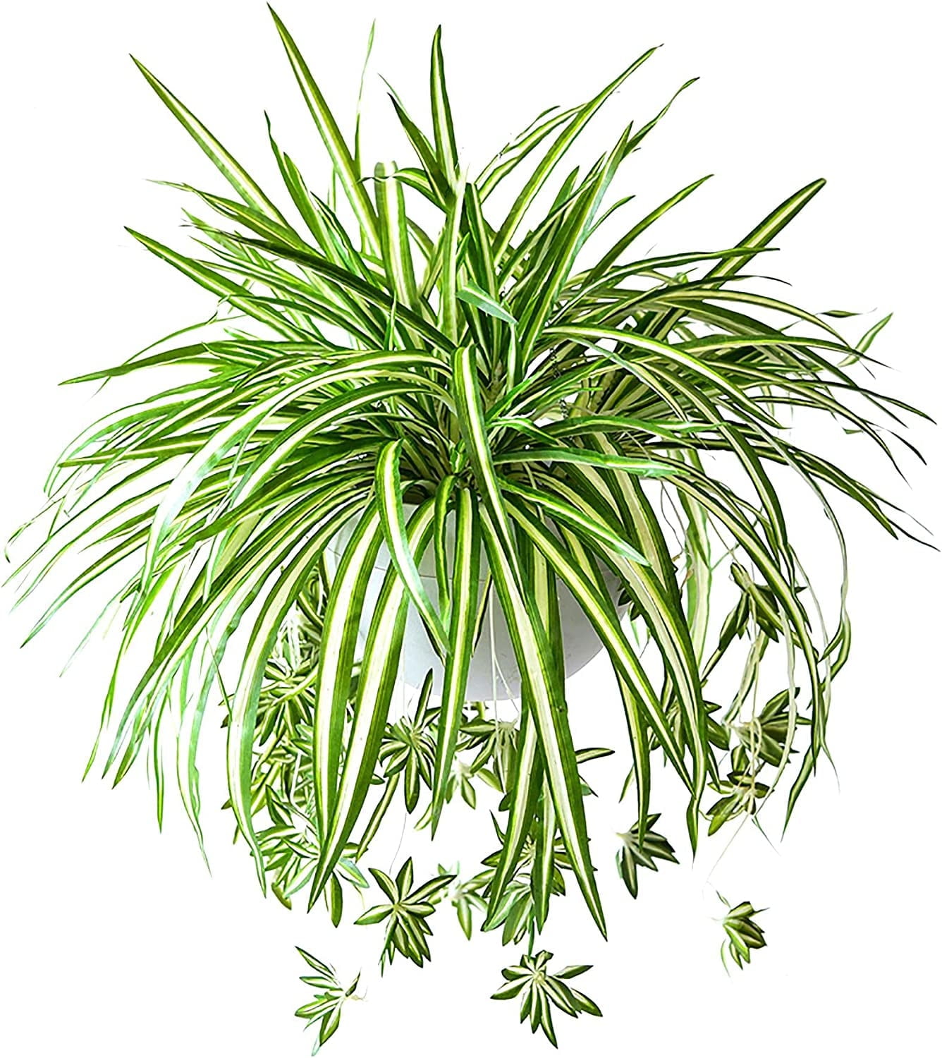 Viworld 8PCS Artificial Hanging Plants Fake Spider Silk Plants Chlorophytum Wall Hanging Plants Artificial Chlorophytum Silk Flowers for Indoor Outdoor Wall Decor