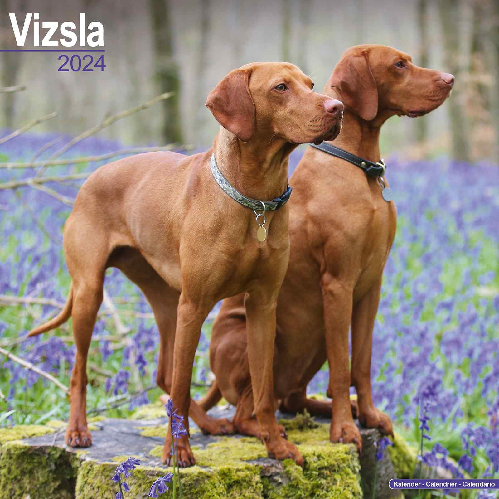 Vizsla Calendar 2024 Vizsla Dog Breed Calendar Vizsla Premium Wall   Vizsla Calendar 2024 Vizsla Dog Breed Calendar Vizsla Premium Wall Calendar 2024 3260154d 8bba 4d82 82bc 1b51f3ec0001.f56554112c1161a4d855afae755c21b5 