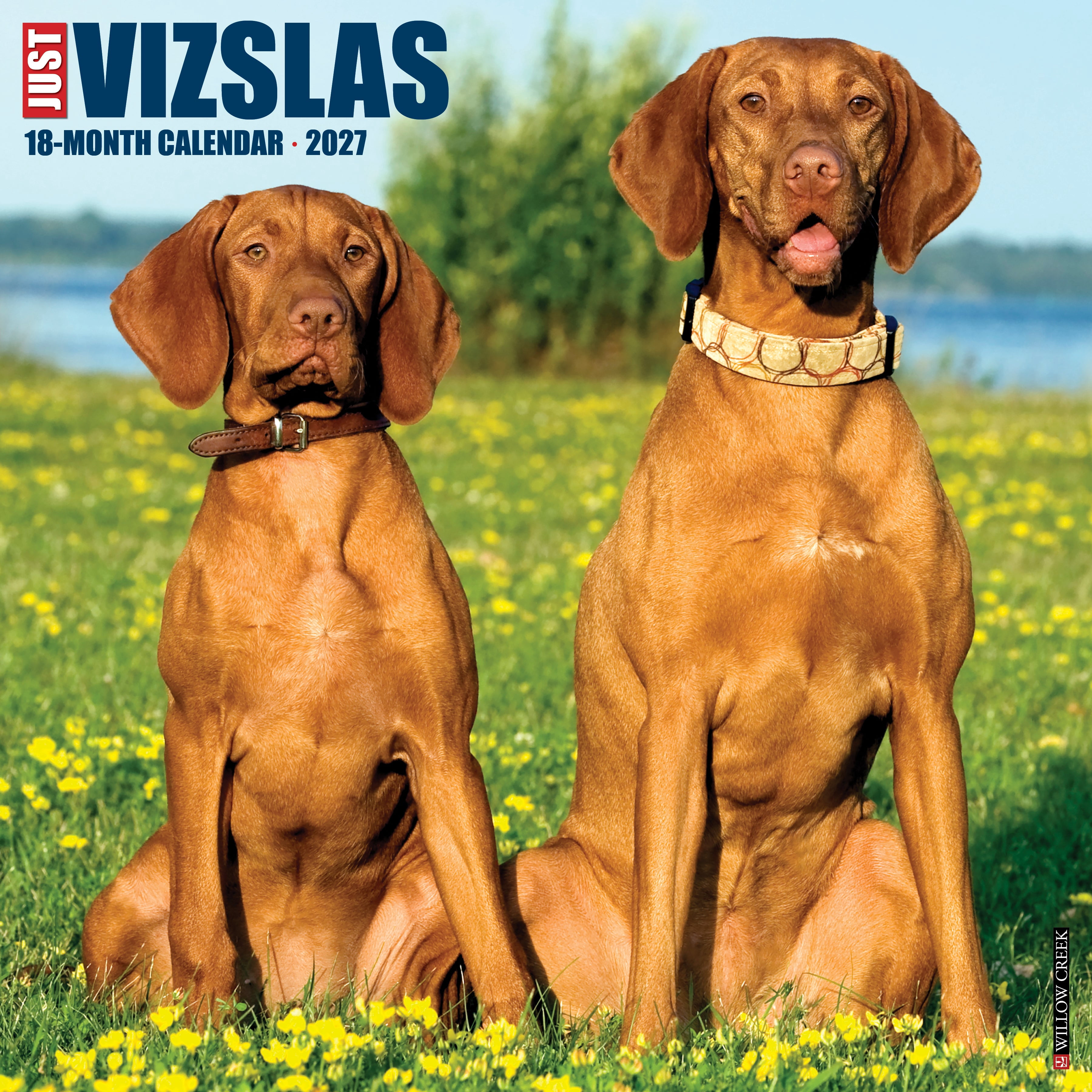Willow Creek Press, Vizslas 2027 Wall Calendar