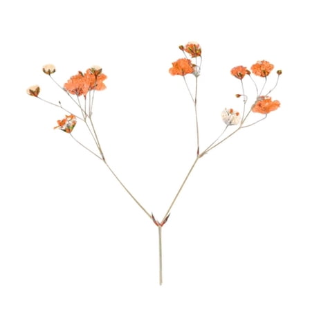 VogueV 12 Pcs Natural Gypsophila Dried Flowers Small Bouquet Dry Flowers Mini Decorative Photography Background Decor, Boho Vase Filler & Craft Supply, Dried Flowers*1 Pack