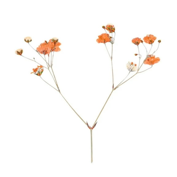 VogueV 12 Pcs Natural Gypsophila Dried Flowers Small Bouquet Dry Flowers Mini Decorative Photography Background Decor, Boho Vase Filler & Craft Supply, Dried Flowers*1 Pack