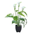 thumbnail image 1 of VogueV Plastic Artificial Calla Lily Plant for Home Office Decor, Realistic Fake Flower Bonsai for Desk Table, Indoor Green Plant for Wedding Window Display, 1X Bunch of Artificial Flowers, 1 of 2
