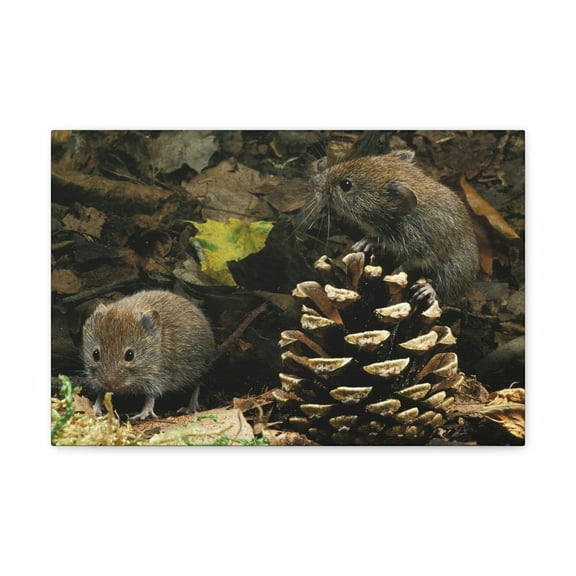 Vole Couple Vole Couple Print Animal Wall Art Wildlife Canvas Prints Wall Art Ready to Hang Unframed