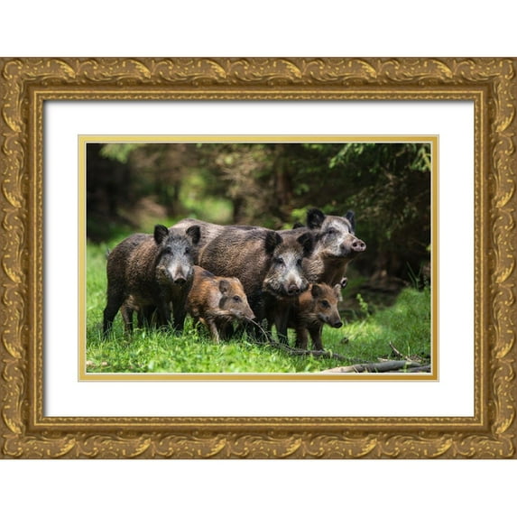 Volkel, Stefan 18x13 Gold Ornate Wood Framed with Double Matting Museum Art Print Titled - Wild Boar Family