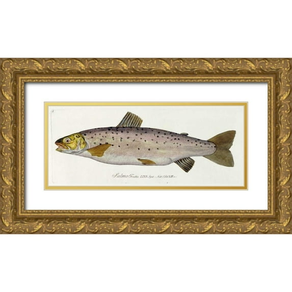 Von Meidinger, Baron Carl 32x15 Gold Ornate Wood Framed with Double Matting Museum Art Print Titled - Salmon Engraving
