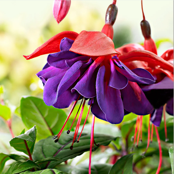 Voodoo Fuchsia Plant Live for Planting, Fuchsia Plants, Hardy Fuchsia Flower Live Plant, 3-5 inch Tall, 5 Inch Pot