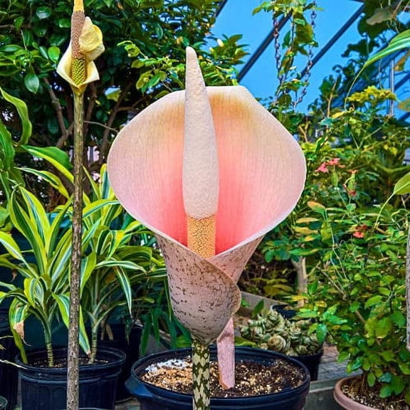Voodoo Lily Bulbs for Planting - Amorphophallus Bulbifer (2 Bulbs)