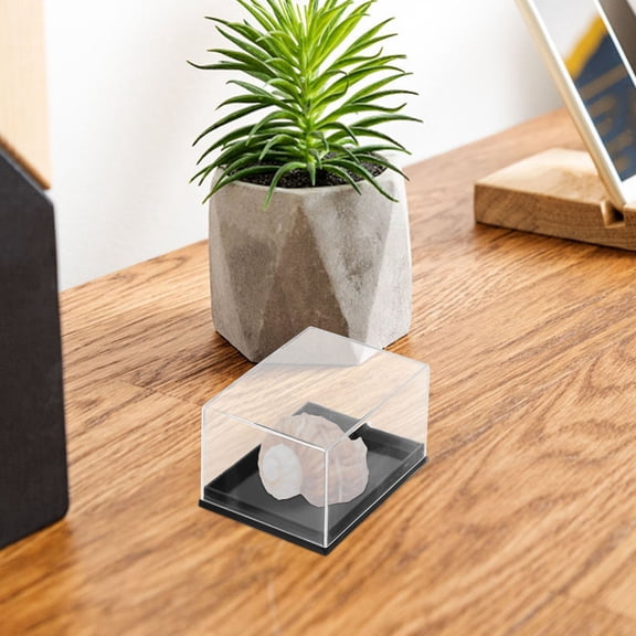 Vosarea 4Pcs Desktop Specimen Box Transparent Storage Container for Mineral Samples and Small Items