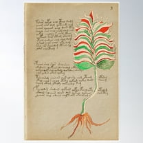 Voynich Manuscript Poster Wall Art, Modern Wall Decor For Living Room Bedroom, 8x12 UNFRAMED