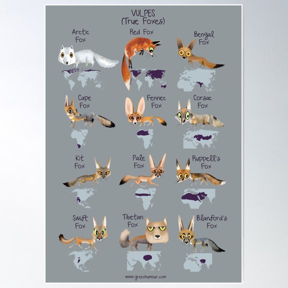 Vulpes True Foxes Poster Wall Art, Modern Wall Decor For Living Room Bedroom, 12x18 UNFRAMED