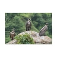 thumbnail image 1 of Vulture Group Vulture Troop Print Animal Wall Art Wildlife Canvas Prints Wall Art Ready to Hang Unframed, 1 of 18