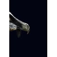 thumbnail image 1 of Vulture Notebook (Paperback), 1 of 1
