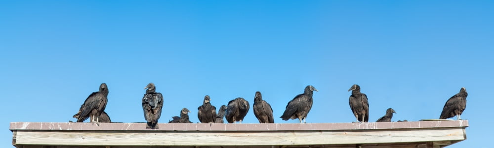 Vultures on Anhinga Trail Everglades National Park Florida USA Canvas Art - Panoramic Images (27 x 9)