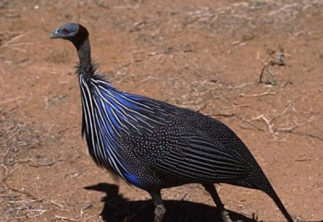 Vulturine Guinea Fowl Kenya Canvas Art - Charles Sleicher DanitaDelimont (38 x 26)