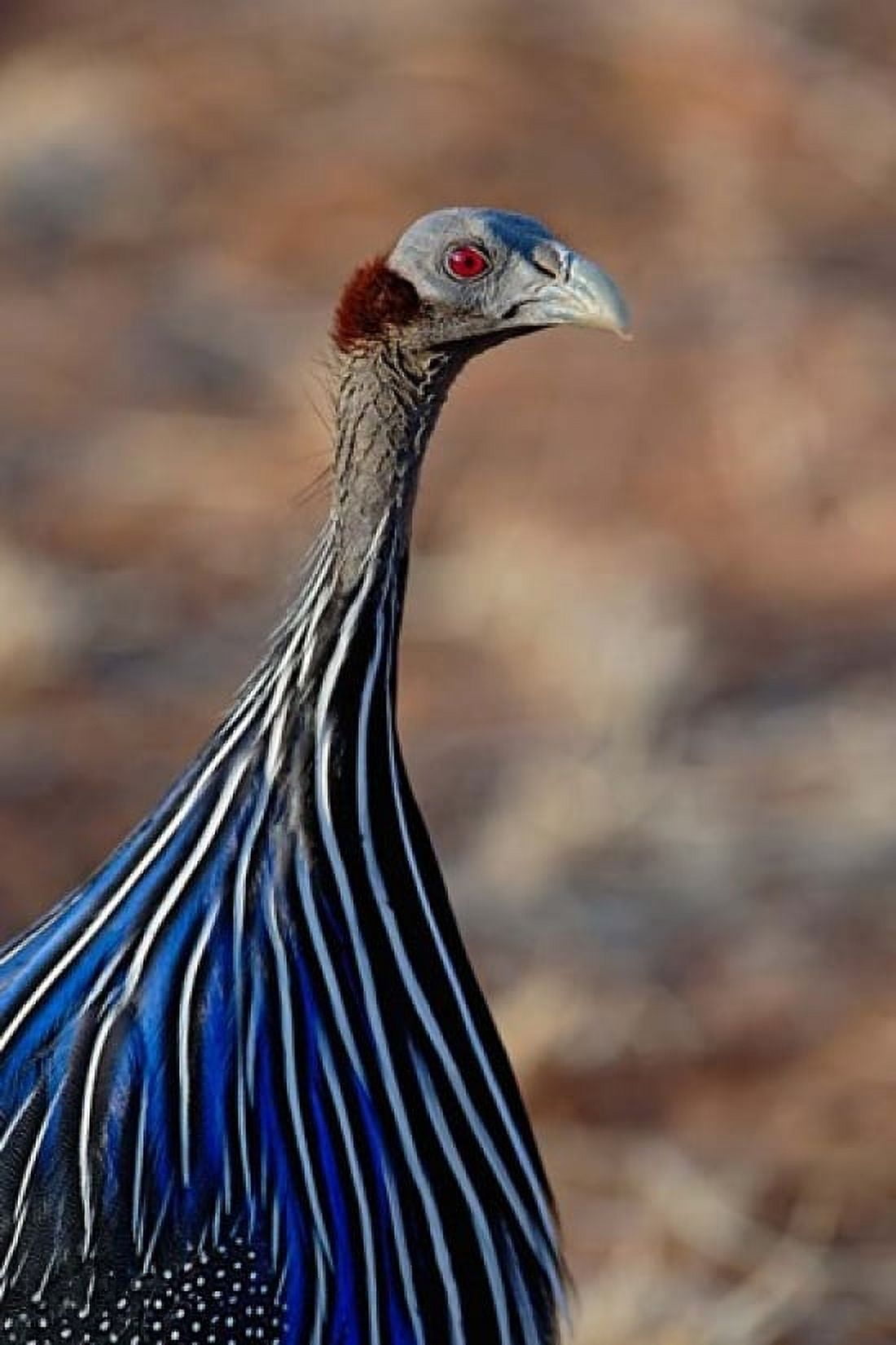Vulturine Guinea fowl Samburu Game Reserve Kenya Canvas Art - Adam Jones DanitaDelimont (11 x 17)