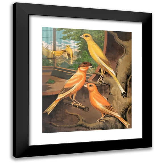 W. A . Blakston 12x14 Black Modern Framed Museum Art Print Titled - Cinnamon Canaries (1878)