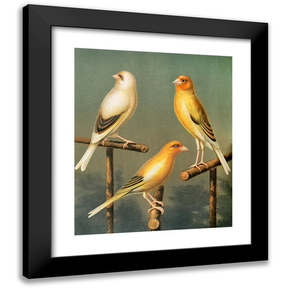 W. A . Blakston 12x14 Black Modern Framed Museum Art Print Titled - Goldfinch and Canary Mules, Marked and Variegated (1878)