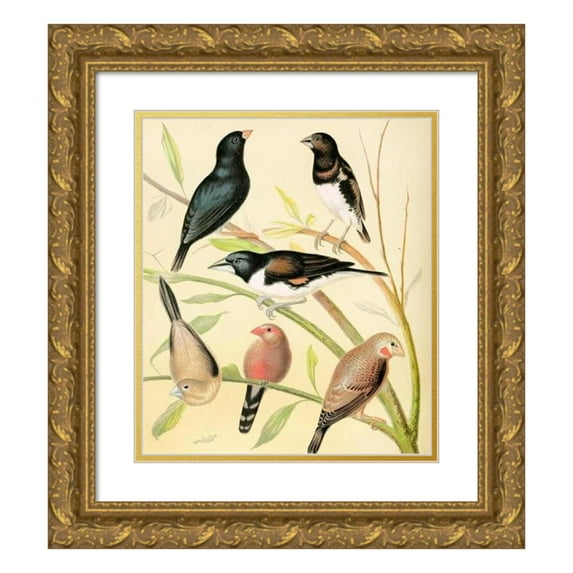 W. A . Blakston 12x14 Gold Ornate Wood Frame and Double Matted Museum Art Print Titled - Steel Finch, Pied Grass Finch, Bronze Mannikin, Silver-Bill, St. Helena Waxbill, Cut-Throat (1878)