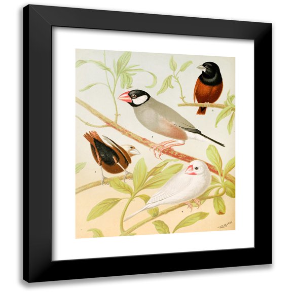 W. A . Blakston 15x17 Black Modern Framed Museum Art Print Titled - Java Sparrows, Nuns (1878)