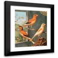 thumbnail image 1 of W. A . Blakston 15x17 Black Modern Framed Museum Art Print Titled - Norwich Canaries-Variegated Yellow, Clear Buff and Evenly-Marked Yellow (1878), 1 of 5