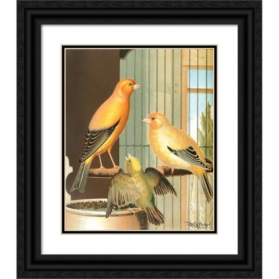 W. A . Blakston 15x18 Black Ornate Wood Framed Double Matted Museum Art Print Titled - London Fancy Canaries (1878)