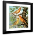 thumbnail image 1 of W. A . Blakston 20x23 Black Modern Framed Museum Art Print Titled - Cinammon Canaries (1878), 1 of 5