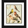 thumbnail image 1 of W. A . Blakston 20x23 Black Ornate Framed Double Matted Museum Art Print Titled: Siskin, Redpoll, Waxwing, Crossbill (1878), 1 of 5