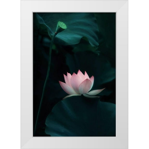 W., Catherine 13x18 White Modern Wood Framed Museum Art Print Titled - Lotus Flower