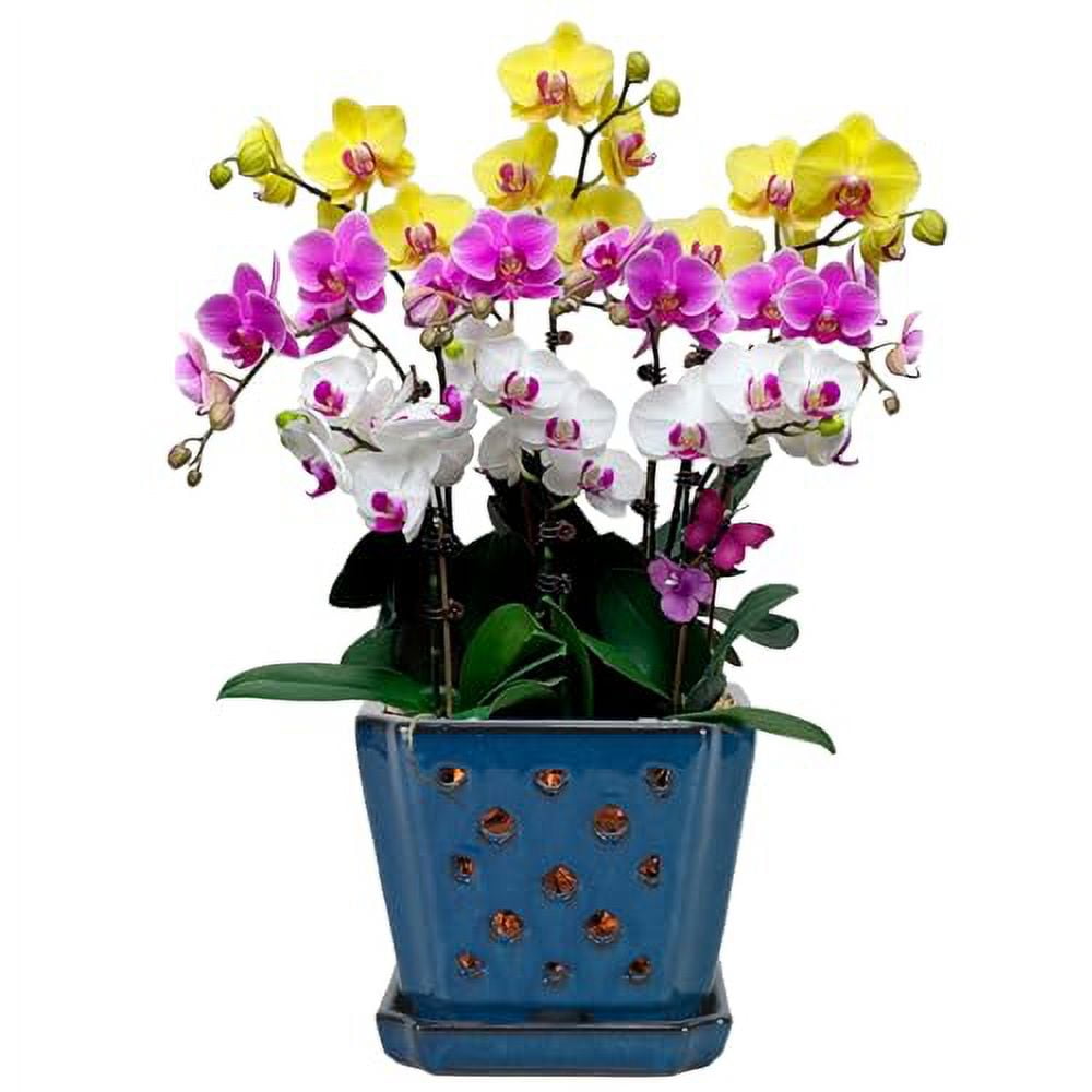 W&W Orchid Pot with Holes and Saucer for Orchid Repotting and Better Grow, Blue, 7 Inches