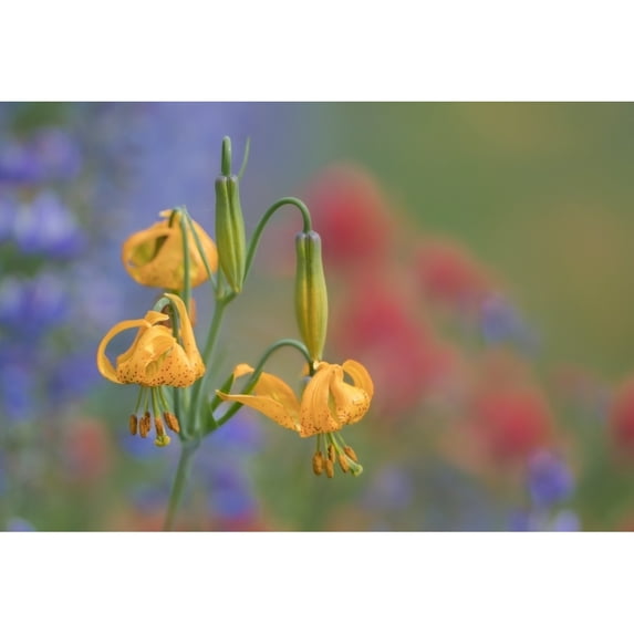 WA. Columbia Lily lupine and Indian Paintbrush wildflowers at Hurricane Ridge Olympic NP. Poster Print by Gary Luhm