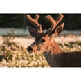 thumbnail image 1 of WA. Portrait of a Black-tailed deer a buck in velvet in a field of Avalanche Lily at Olympic NP. Poster Print by Gary Luhm, 1 of 3