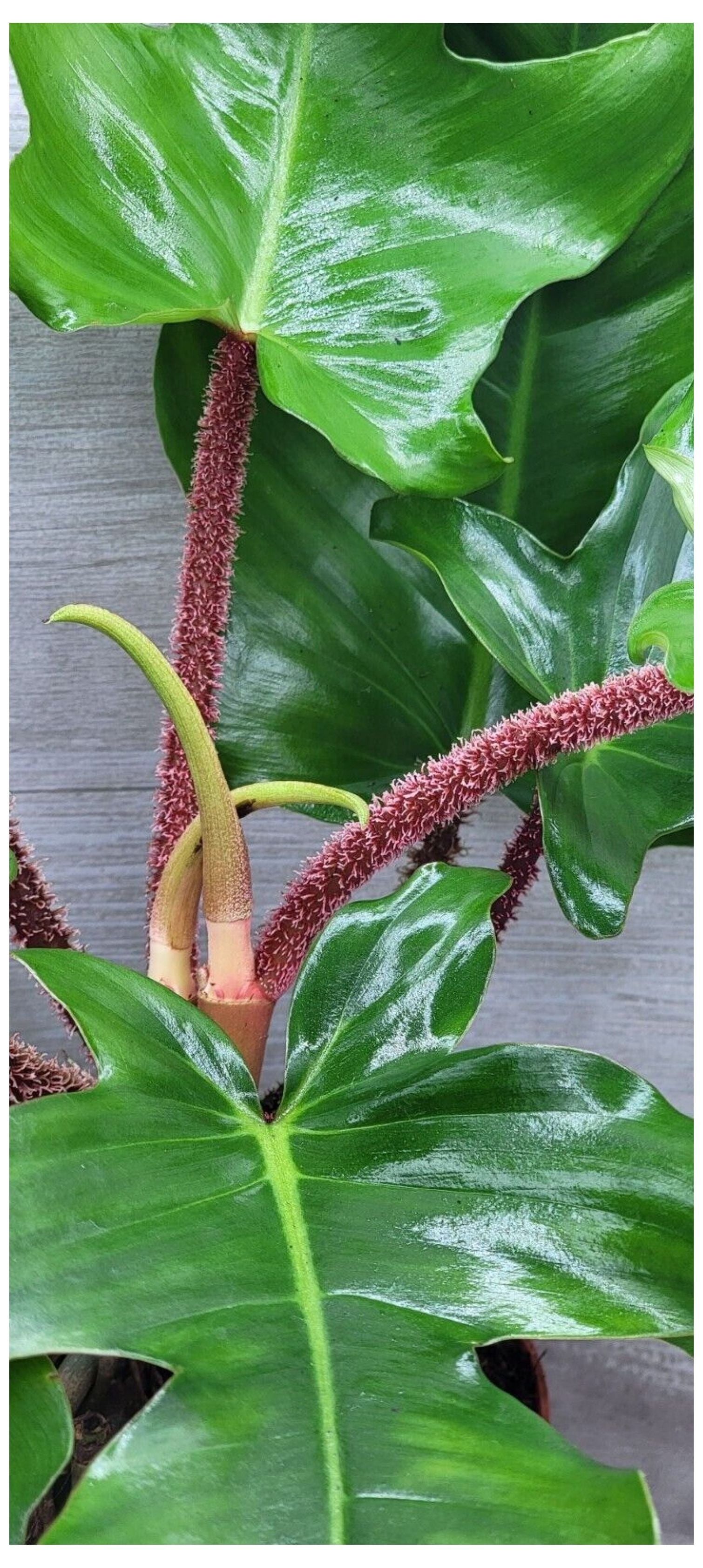 WANCQ Philodendron Squamiferum, Hairy Philodendron,Well Rooted STARTER