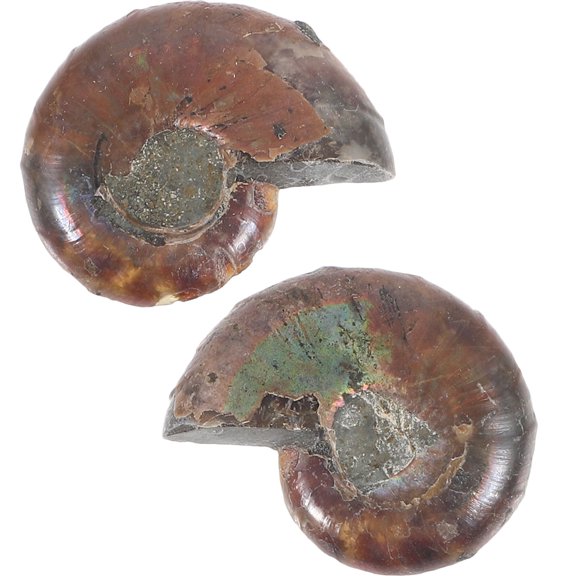 WASHWEPE 2Pcs Detailed Ammonite Specimen with Vibrant Spiral Patterns Coffee Color for Collector Adornment