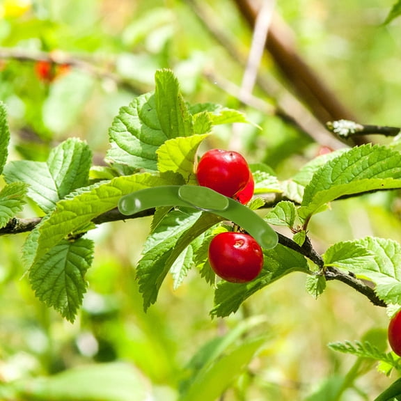 WASHWEPE 5Set Flowering Rate Increase Clips for Branch Training in Outdoor Gardens