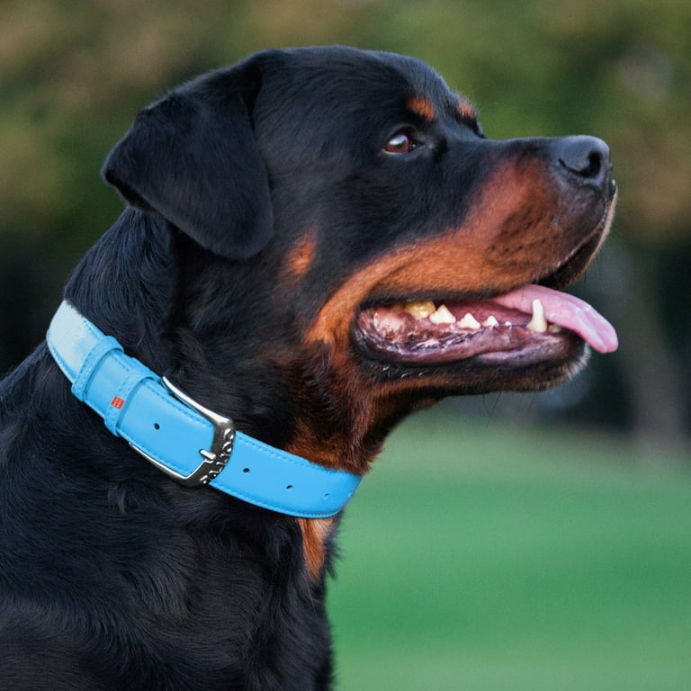 Dog Collars - Choose the Perfect Collar for Your Dog