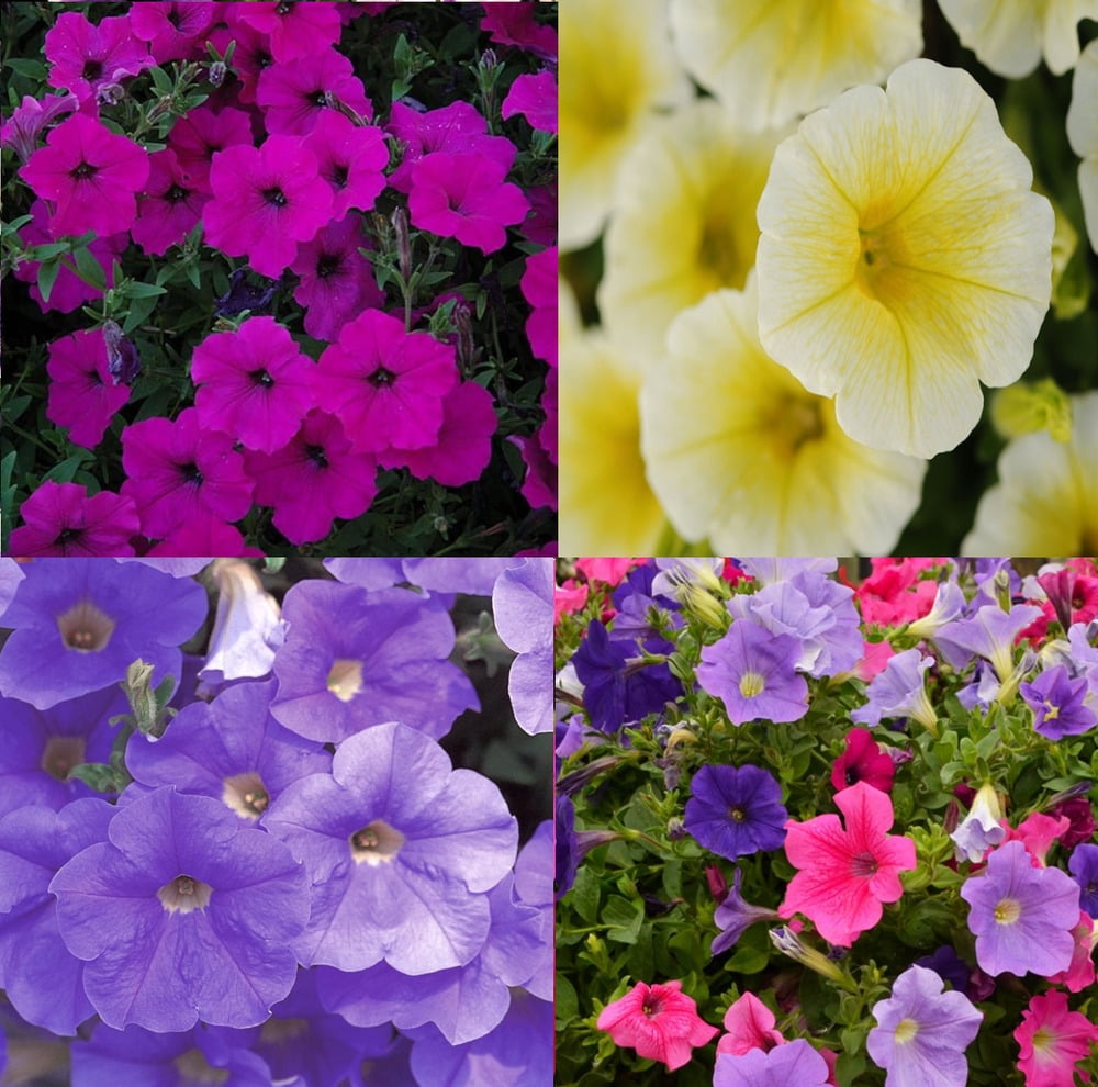 ~ WAVE 800 Seeds~ SKY BLUE- VIOLET- YELLOW & MIX * Trailing Petunia ...