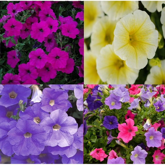 ~ WAVE 800 Seeds~ SKY BLUE- VIOLET- YELLOW & MIX * Trailing Petunia ...