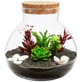WAXIAYUZ Glass Plant Terrarium Container with Lid Desktop Decor