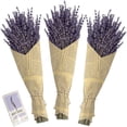 thumbnail image 1 of WBQ Dried Lavender Flowers Bundles 100% Natural Real Dry Flower for Home Decorations,Home Fragrance 350+ stems, 1 of 3