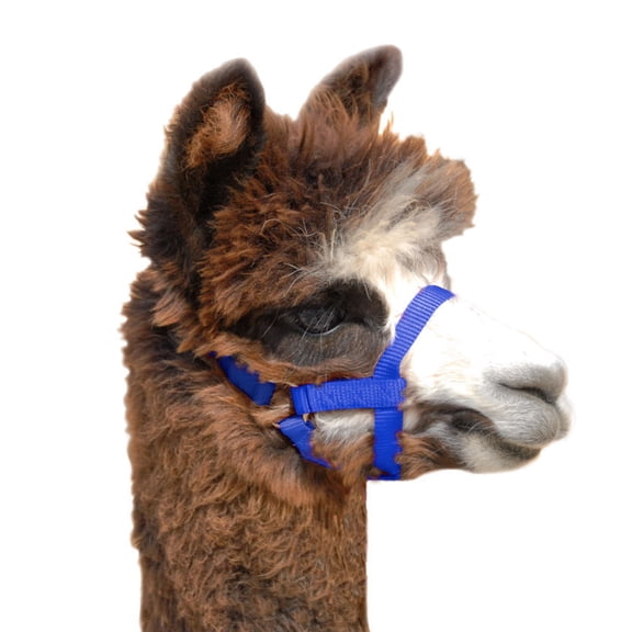 WEAVER HLTR NYL Alpaca 5/8IN AV BL, Blue, Medium, (35-7088-BL)