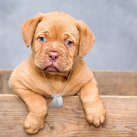 WEAVILUX 10Pcs Stainless Steel Dog Necklace Chain Silver Ball Beaded Chain for Durable Dog Tag Jewelry