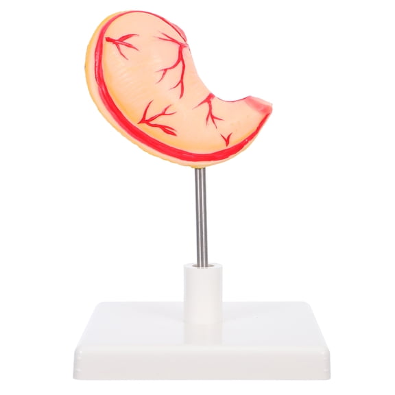 WEAVILUX Realistic PVC Stomach Anatomy Model for Lab Training, Detailed Human Stomach Structure Tool 8.5 x 7.5 Inches