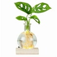 thumbnail image 1 of WEGFTDUOP LED Hydroponic Vase Round Glass Planter With Lighted Wooden Base, 1 of 8