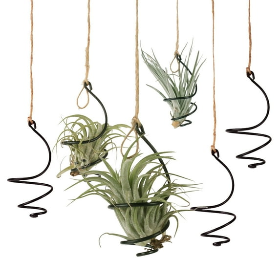 WETS 6 Pcs Air Plant Holder Metal Hanging Tillandsia Container Adjustable Swirl Air Plant Holder for Home Office Balcony Garden Decor Clearance Aluminum Plants Holder