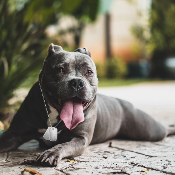 WEUVEB 10Pcs Silver Ball Chain Necklace for Dog Tags Durable Stainless Steel Jewelry for Pets