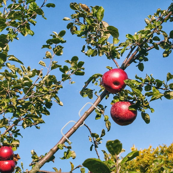 WEUVEB 14Pcs Fruit Tree Branch Trainer Galvanized Iron Gardening Support Tool for Healthy Tree Growth